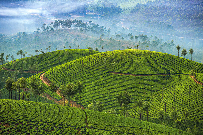 Kerala Munnar