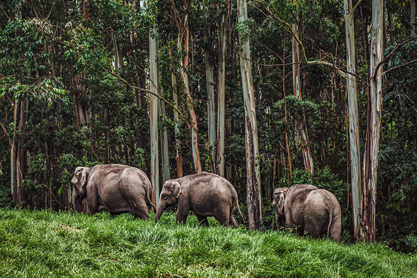 Kerala Elefanten