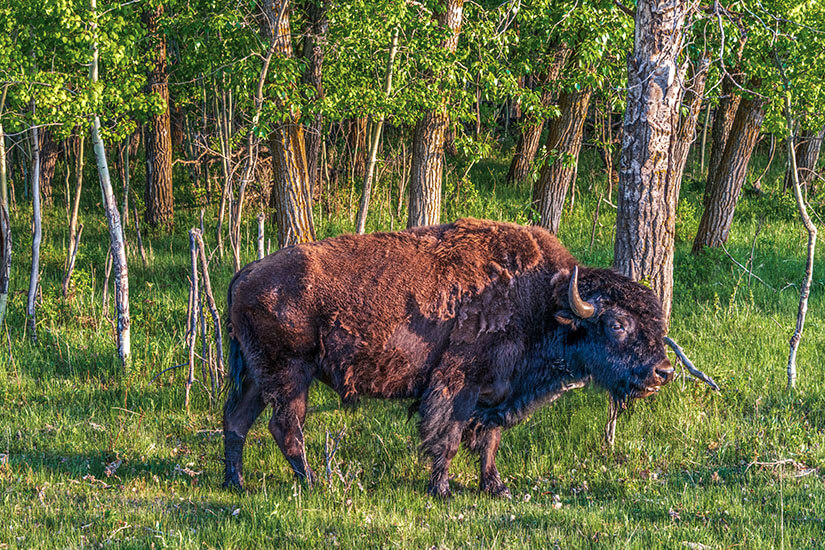 Edmonton Elk Island Nationalpark