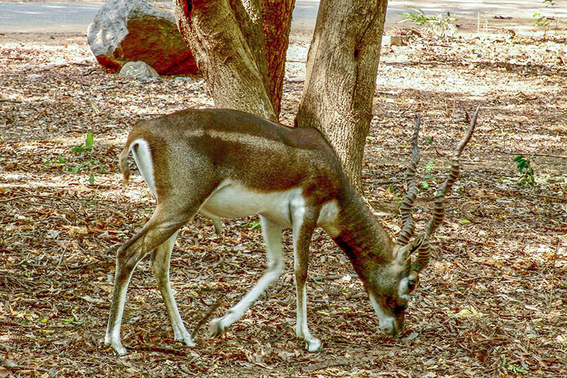 Tamil Nadu Guindy Nationalpark