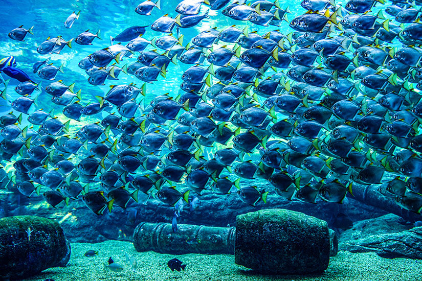 Durban Aquarium