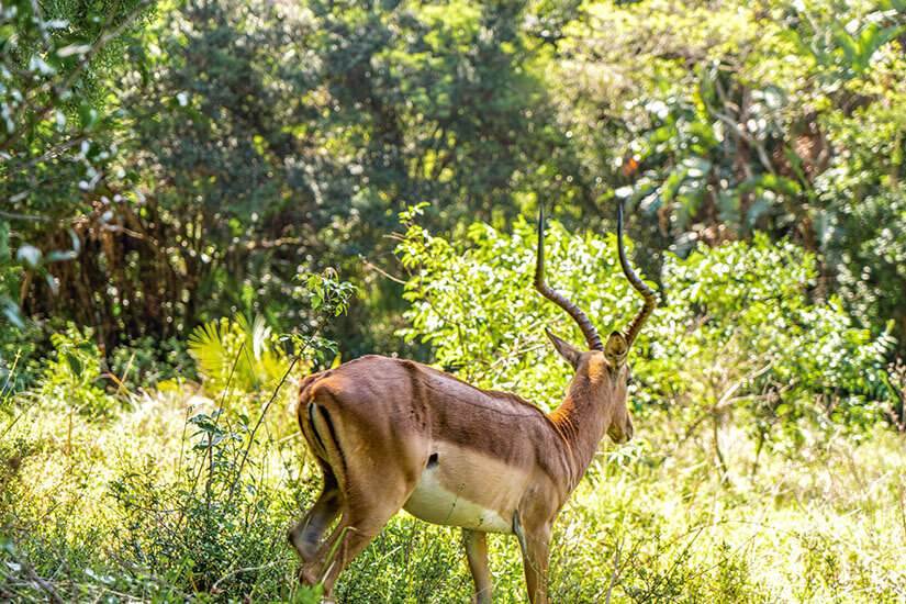 Durban Antilope