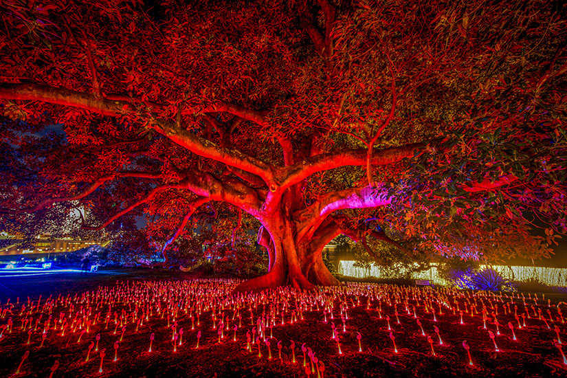 Sydney Aktivitaeten Australia Day