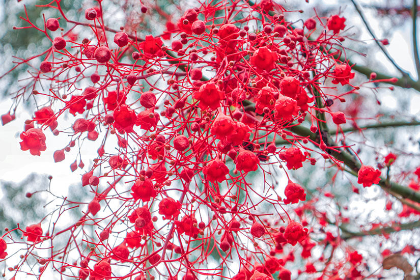 Sydney Aktivitaeten Blue Mountains