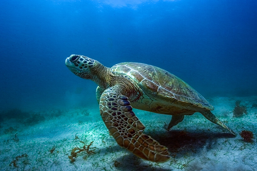 Fernando de Noronha Schildkroete