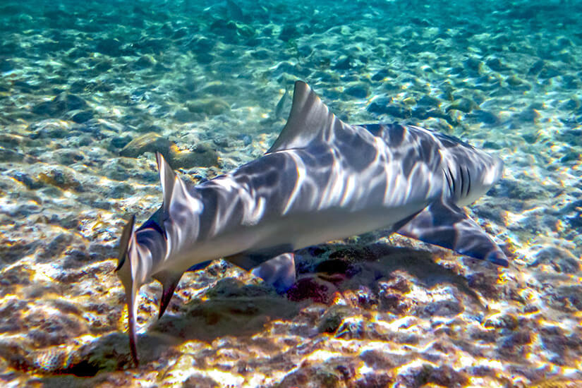 Fernando de Noronha Zitronenhai