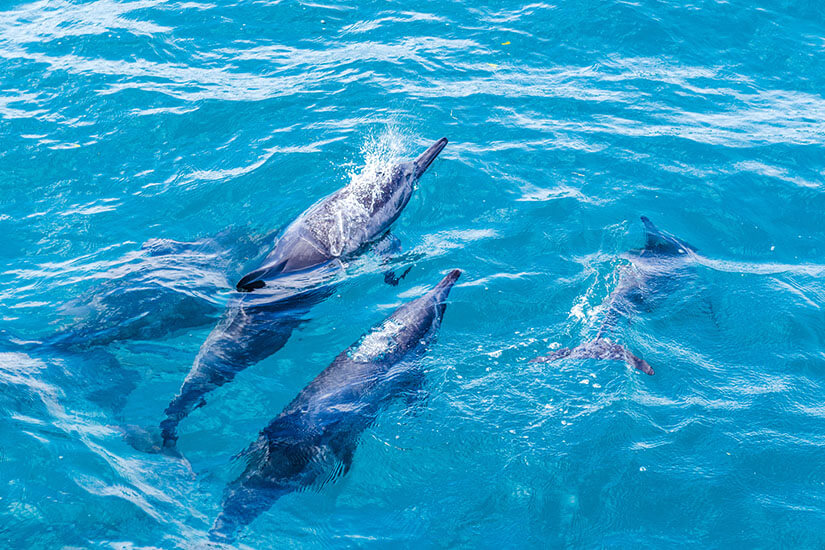 Fernando de Noronha Delfine