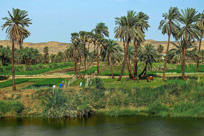 Nil Palmen Felder