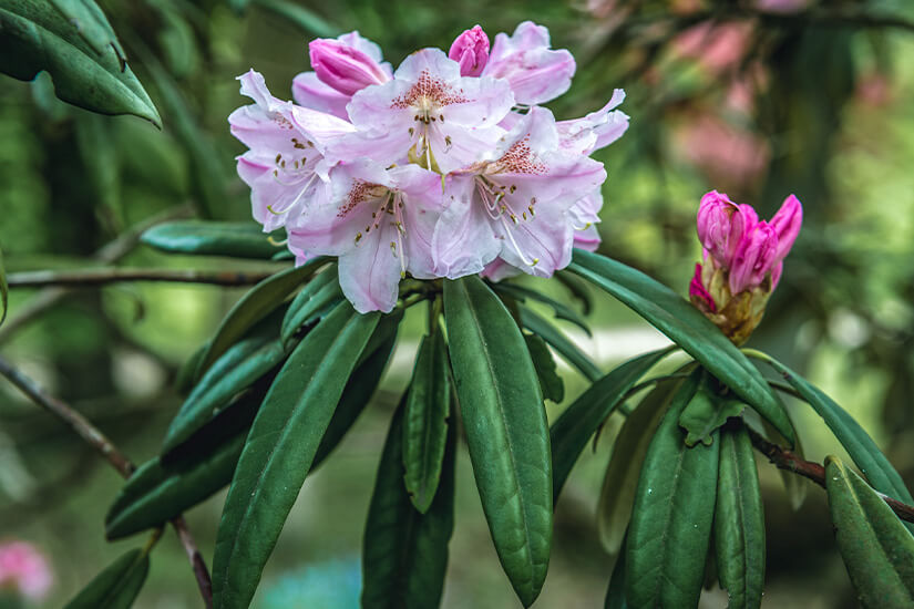 Shikoku Rhododendron