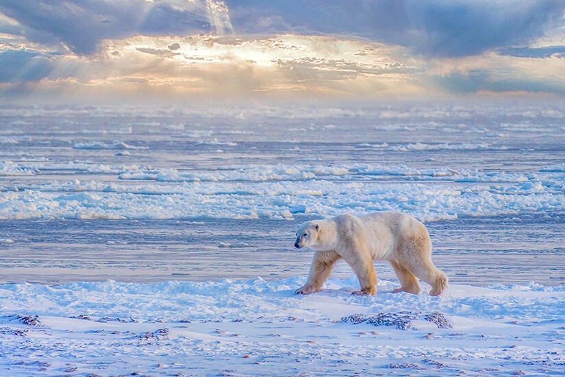 Eisbaer Churchill Manitoba