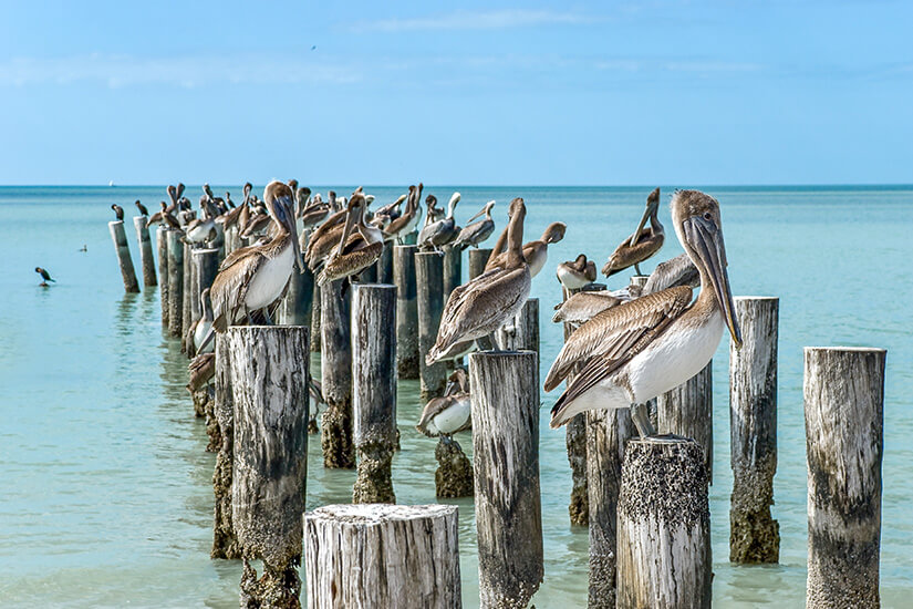 Naples Florida Pelikan