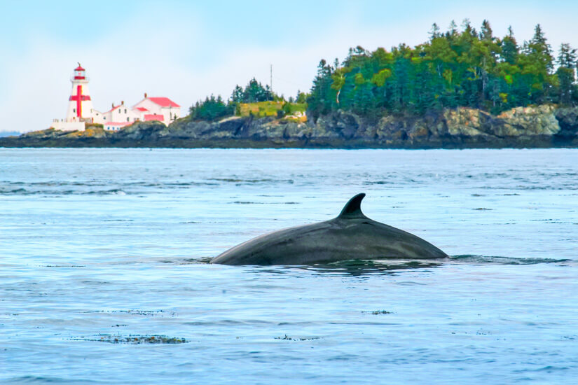 New Brunswick Whale Watching