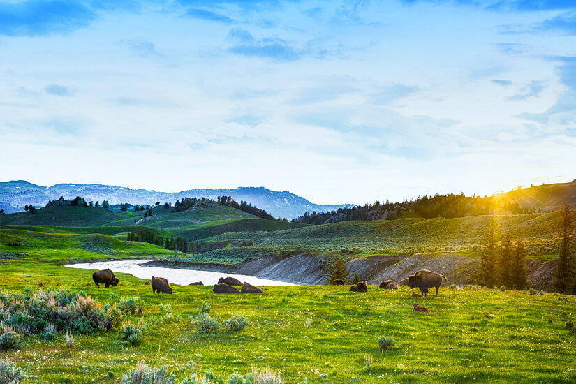 Yellowstone Nationalpark Bueffel
