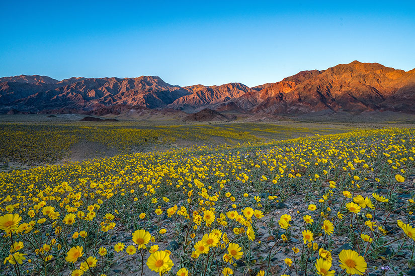 Death Valley Blumenmeer