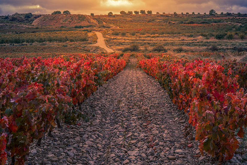 La Rioja Herbst