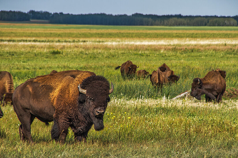Saskatchewan Bison