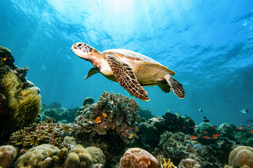 Sulawesi Schildkroete