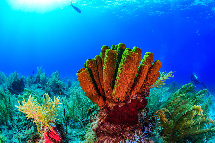 Turks und Caicos Tauchen