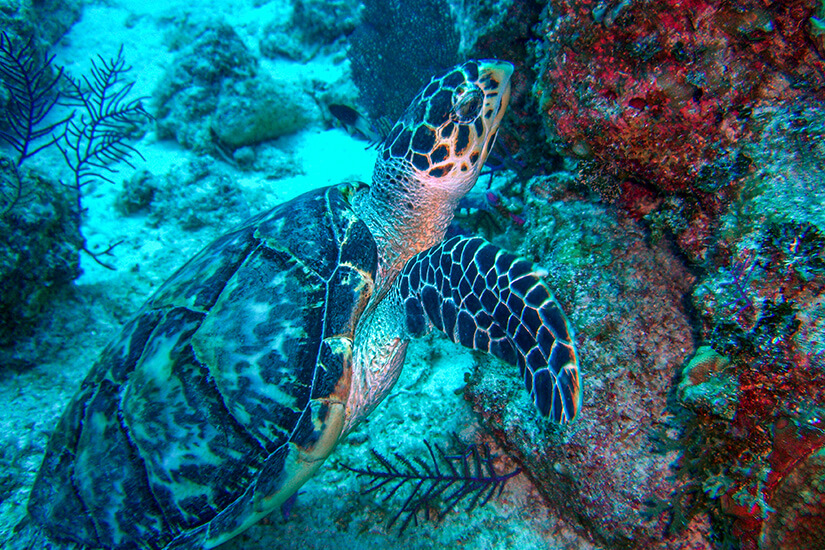 Turks und Caicos Schildkroete