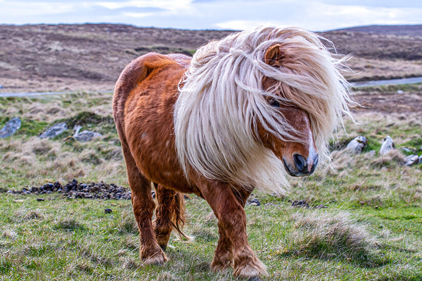 Shetlandpony