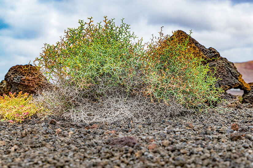 Parque Natural de Los Volcanes