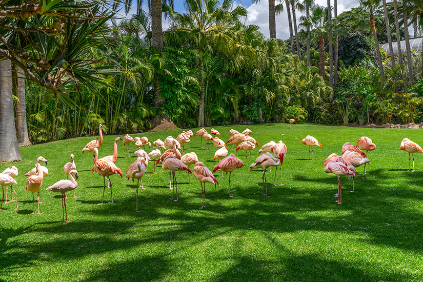 Teneriffa Loro Parque Flamingos