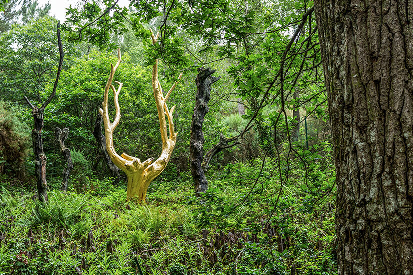 Wald von Broceliande