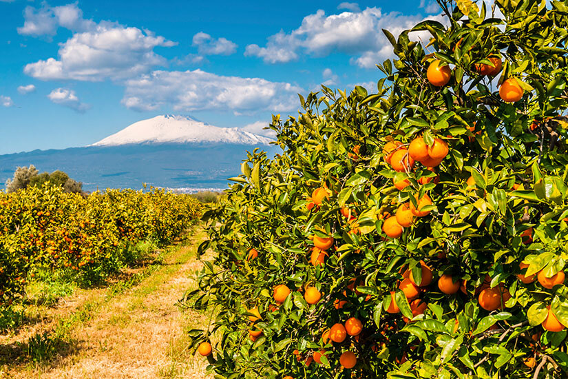 Sardinien oder Sizilien Orangenplantage