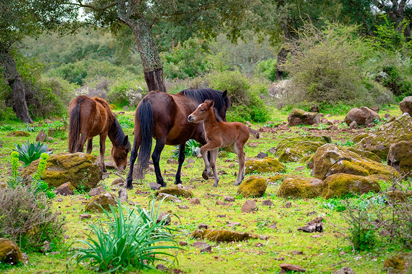 Wildpferde Sardinien