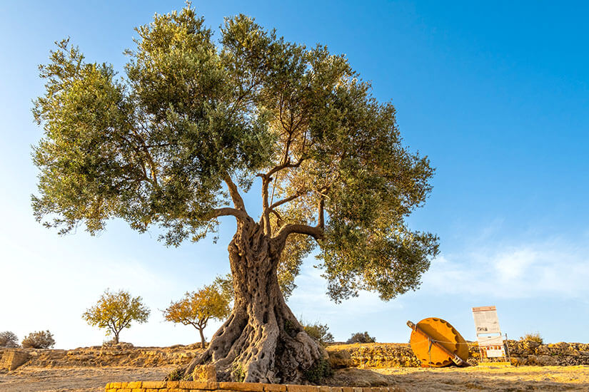 Sardinien oder Sizilien Olivenbaum