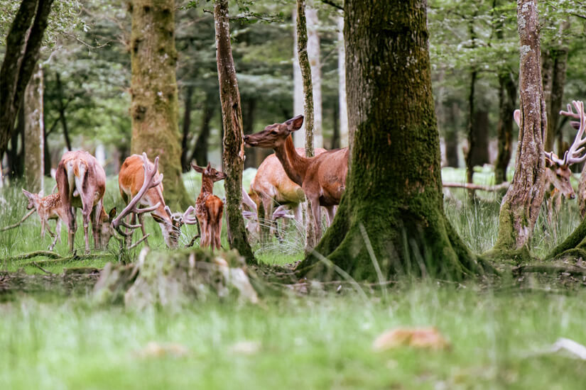 Fontainebleau Rehe