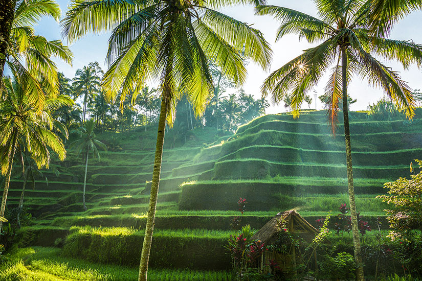 Bali oder Thailand Tegalalang