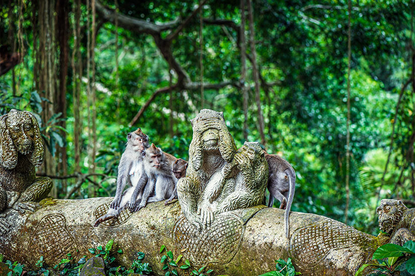 Monkey Forest Sanctuary