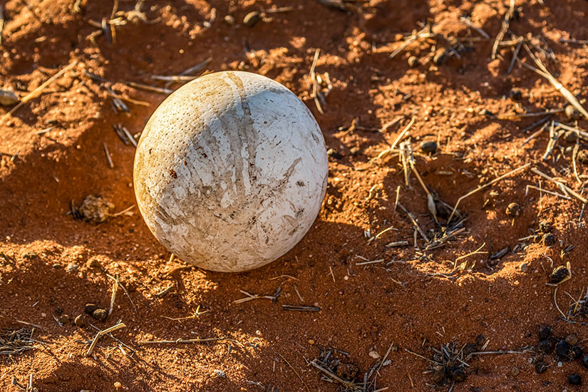 Straussenei Namibia