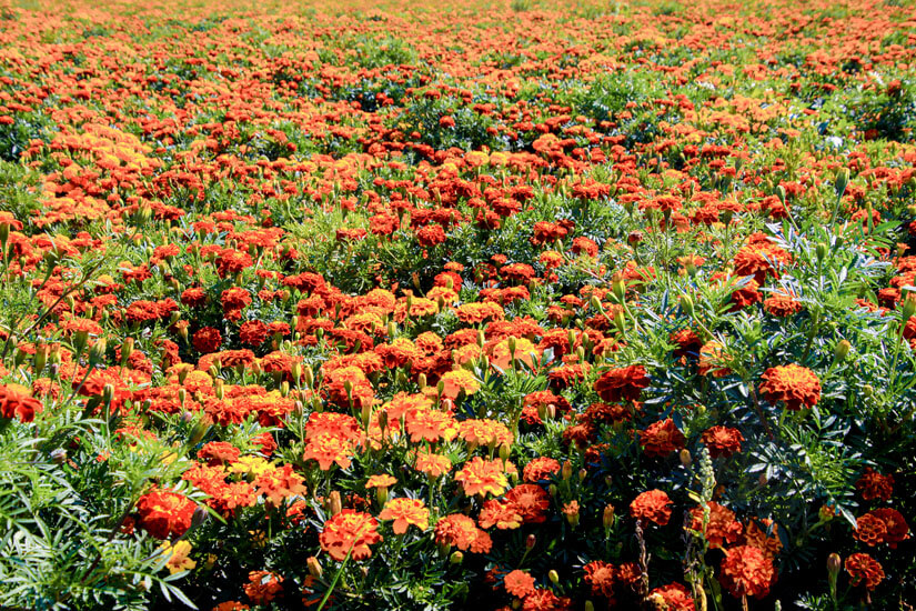 Roermond Niederlande Frühling