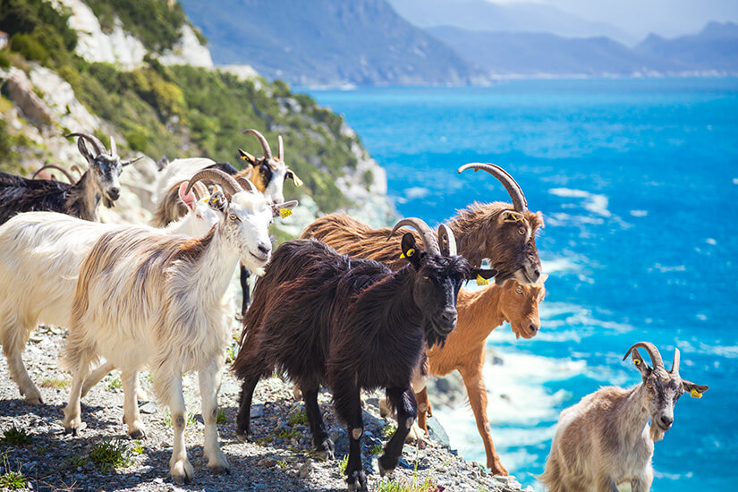 Korsika oder Sardinien Ziegen