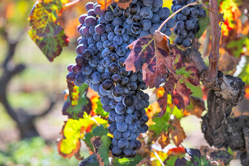 Korsika oder Sardinien Wein