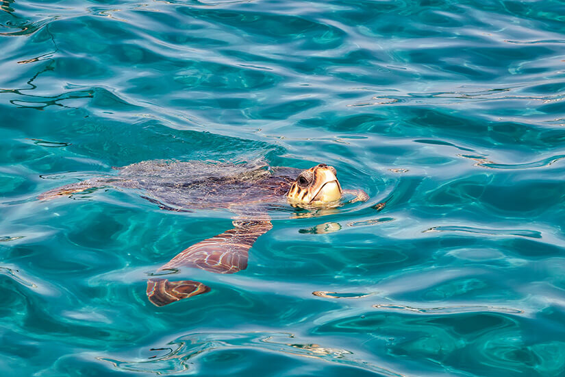Zakynthos Schildkroete