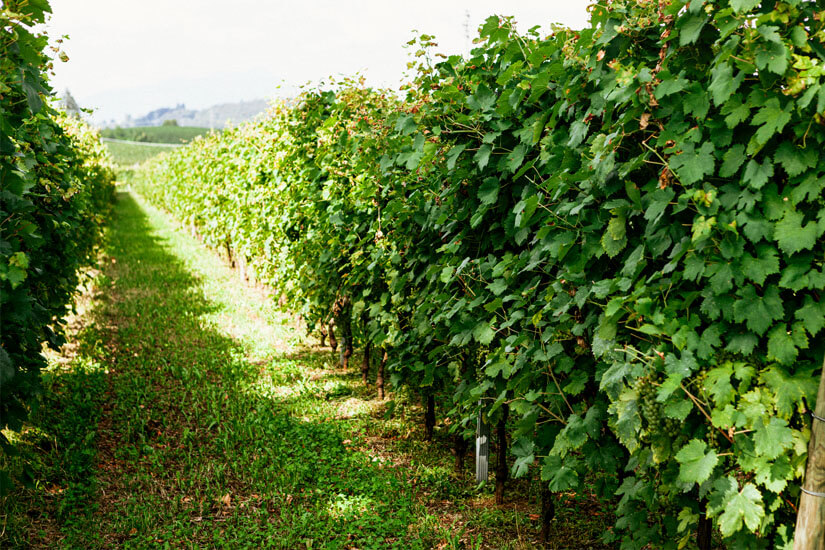 Lazise Italien Weinanbau