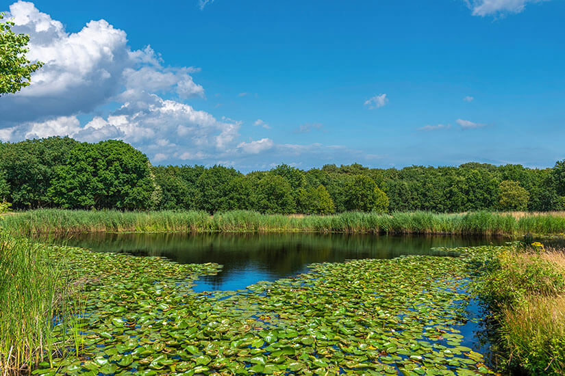 Domburg Niederlande Naturschutzgebiet