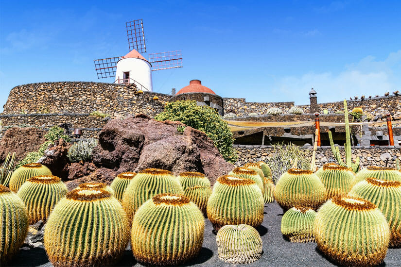 Lanzarote Kakteen