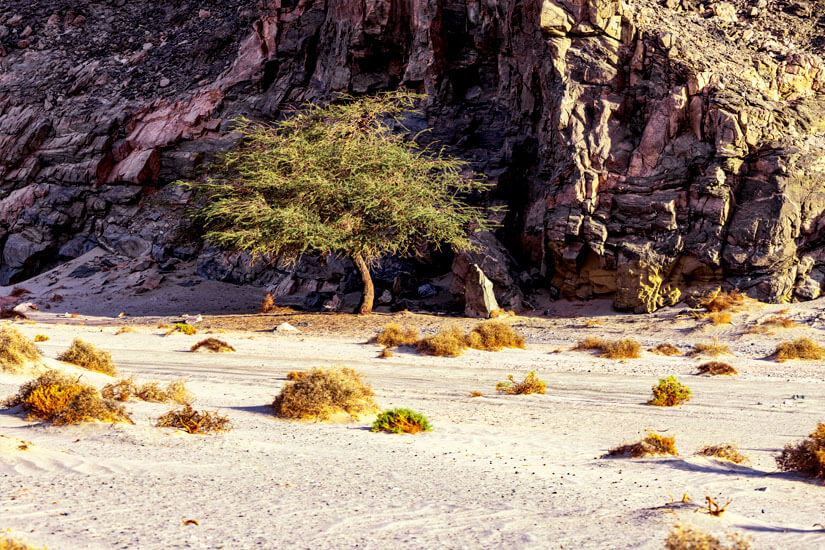 Marsa Alam oder Hurghada Wueste