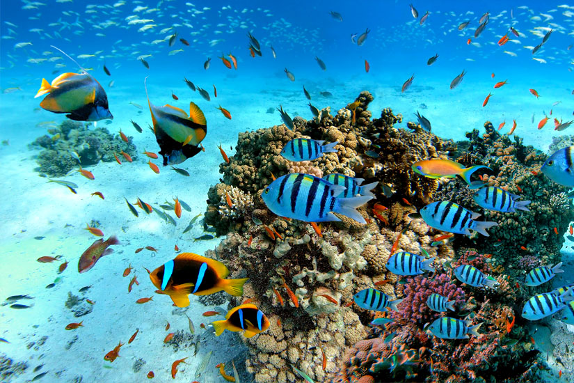 Marsa Alam oder Hurghada Tauchen