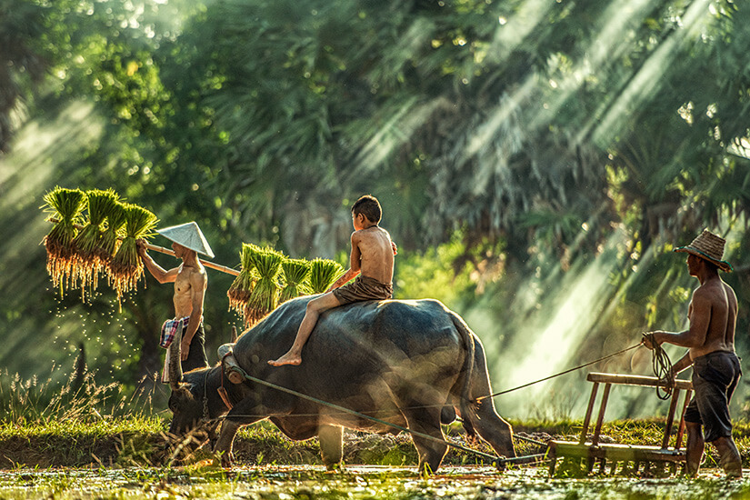 Vietnam oder Thailand Farmer