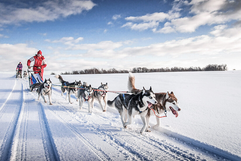 Oulu Finnland Hundeschlitten