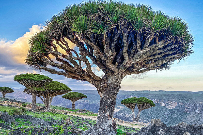 Indischer Ozean Inseln Sokotra