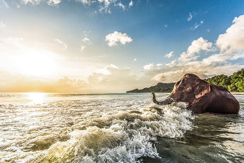 Badender Elefant Indischer Ozean