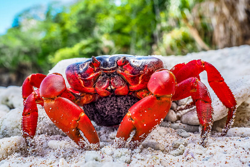 Weihnachtsinsel Krabben