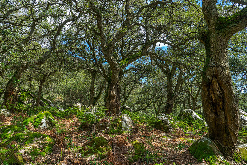 Algeciras Spanien Eichen