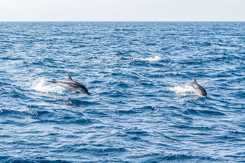 Algeciras Spanien Delfine